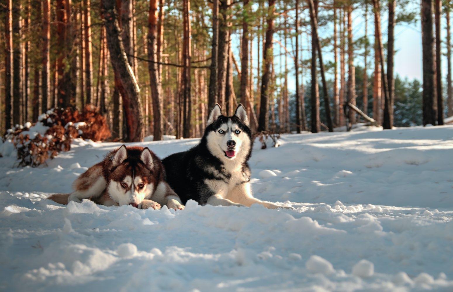 canada trineo de huskies